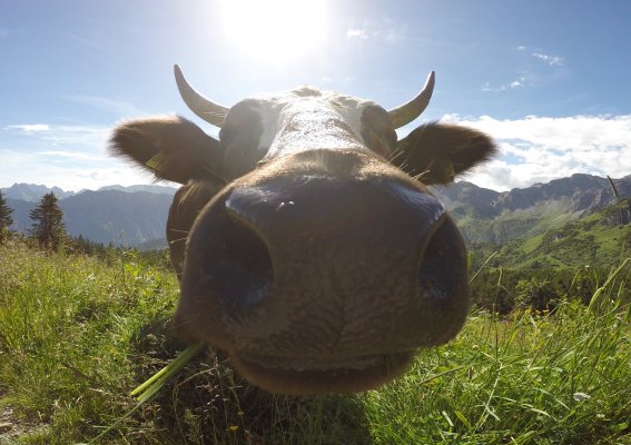 Neugierige Kuh am Fellhorn