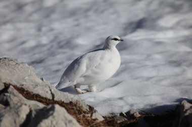 Vogel