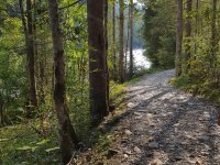 Waldweg Ein Weg führt durch einen Wald mit Bäumen auf beiden Seite. Es ist hell und Schattenwürfe der Baumstämme sind zu sehen.