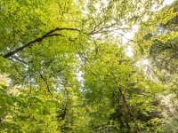 Laubwald Aus der Perspektive mit Blick nach oben wird ein grün blühender Laubwald gezeigt.