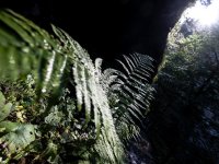 Farn im Sonnenlicht Im Hintergrund sind die Sonne sowie Sonnenstrahlen, die auf einen Farn leuchten.