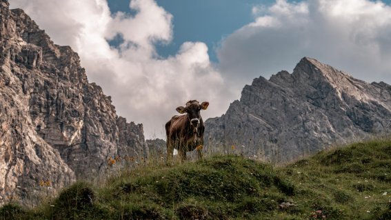 Kuh vor Berglandschaft