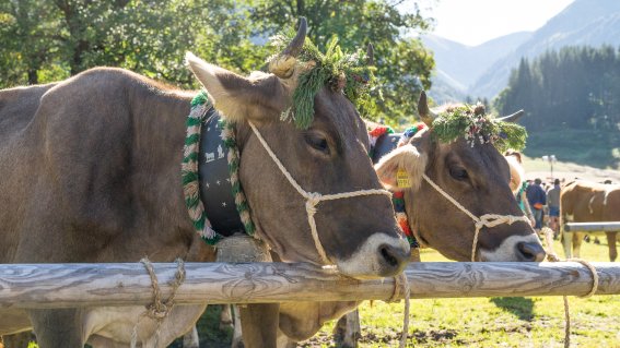 Herbst lena grabecki 44