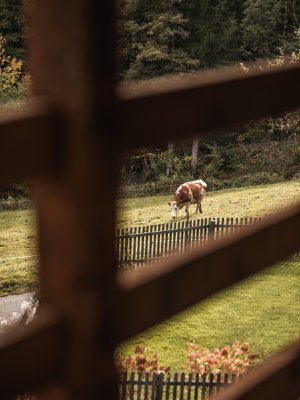 Ausblick aus dem Fenster Kuh