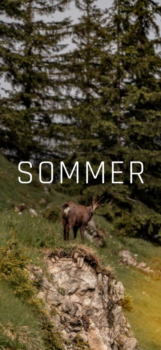 Header Sommer