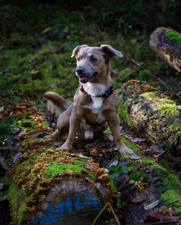 Hund_Pixabay_2