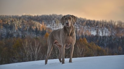 Dog_Pixabay