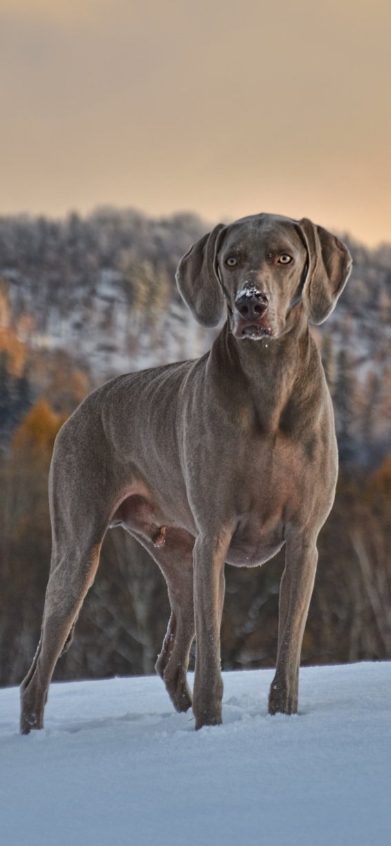 Dog_Pixabay