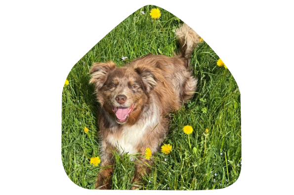 Hund SommerRahmen LogoDS.pdf