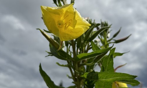 Blume