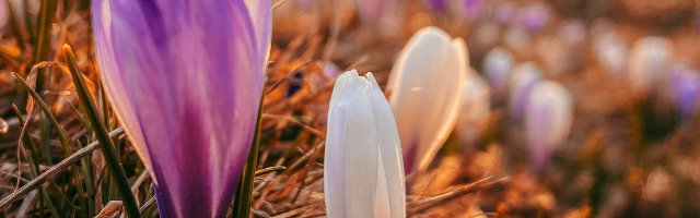 Krokusblüte im Allgäu 2021 6