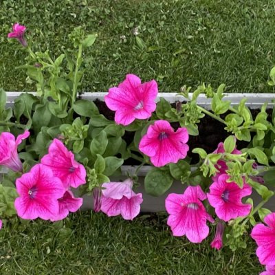 Hot pink flowers