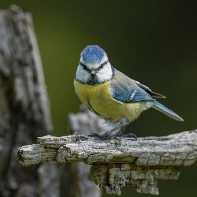 Birb 😊