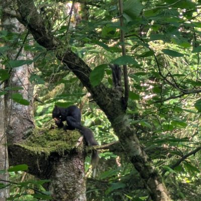 Eichhörnchen 🐿️ im Grünstein Wald