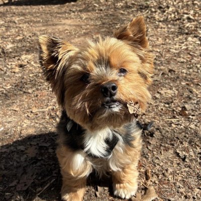 Gassi gehen mit Benny ❤️