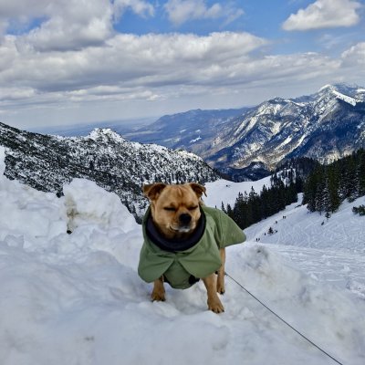 Momo auf dem Herzogstand 🏔️