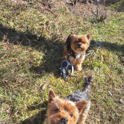 Hunde freuen sich über warme Sonnenstrahlen