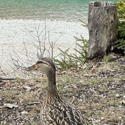 Enten Frau vorm Eibsee