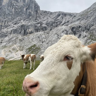 Bei der Zugspitze 🐄🐄
