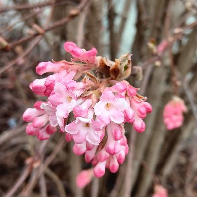 Wanted: Der Frühling!!