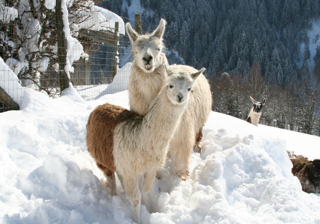 L'hiver au parc animalier d'Aurach