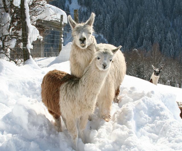 Winter in het wildpark Aurach