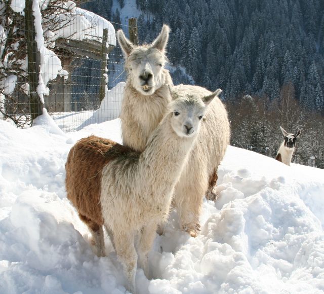 Inverno nel Parco Faunistico di Aurach