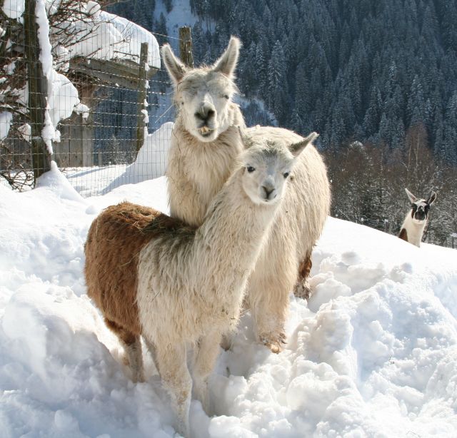 Winter in the Aurach Wildlife Park