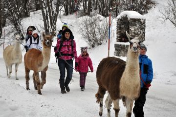 Lamatrekking Lamaland Winter