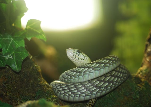 Reptielendierentuin Bad Kleinkirchheim