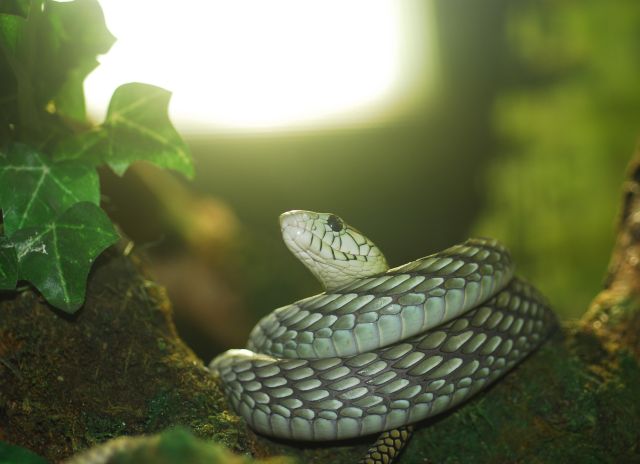 Zoologická zahrada plazů Bad Kleinkirchheim