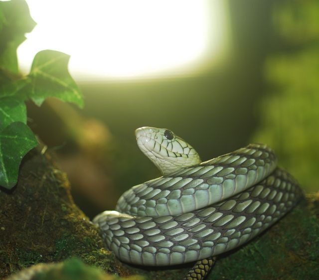 Bad Kleinkirchheimer Reptilienzoo