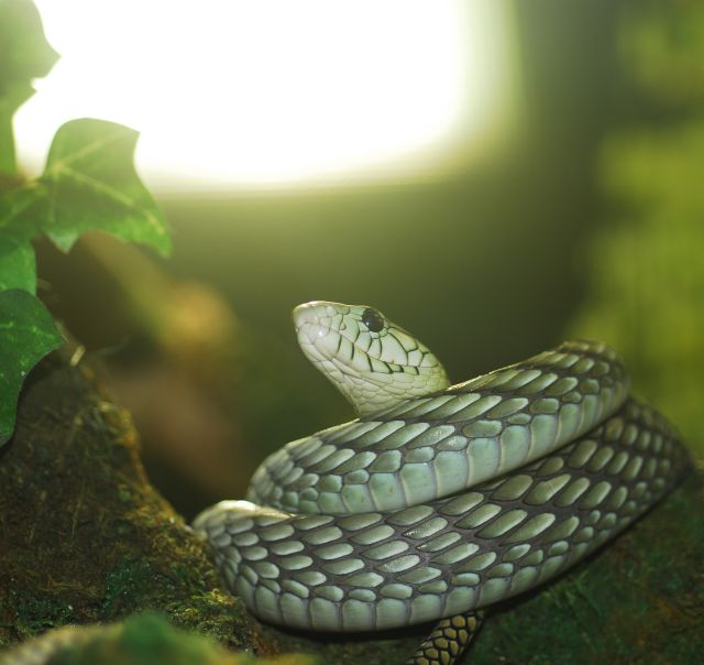 Bad Kleinkirchheimi Hüllő Állatkert