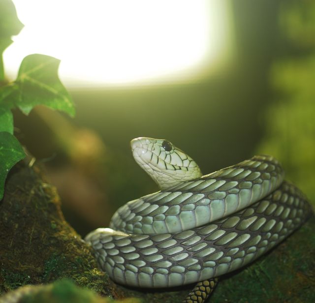 Bad Kleinkirchheim Reptile Zoo