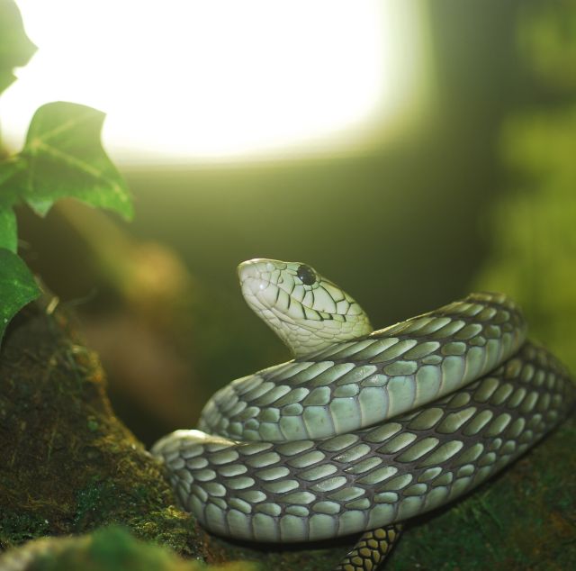 Zoo gadów Bad Kleinkirchheim