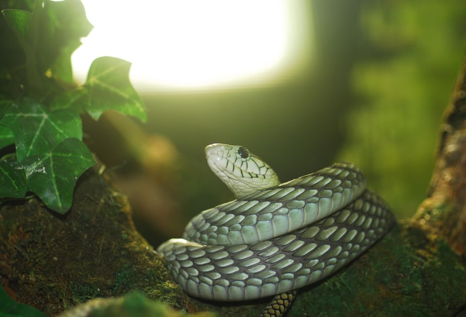 Zoologická zahrada plazů Bad Kleinkirchheim