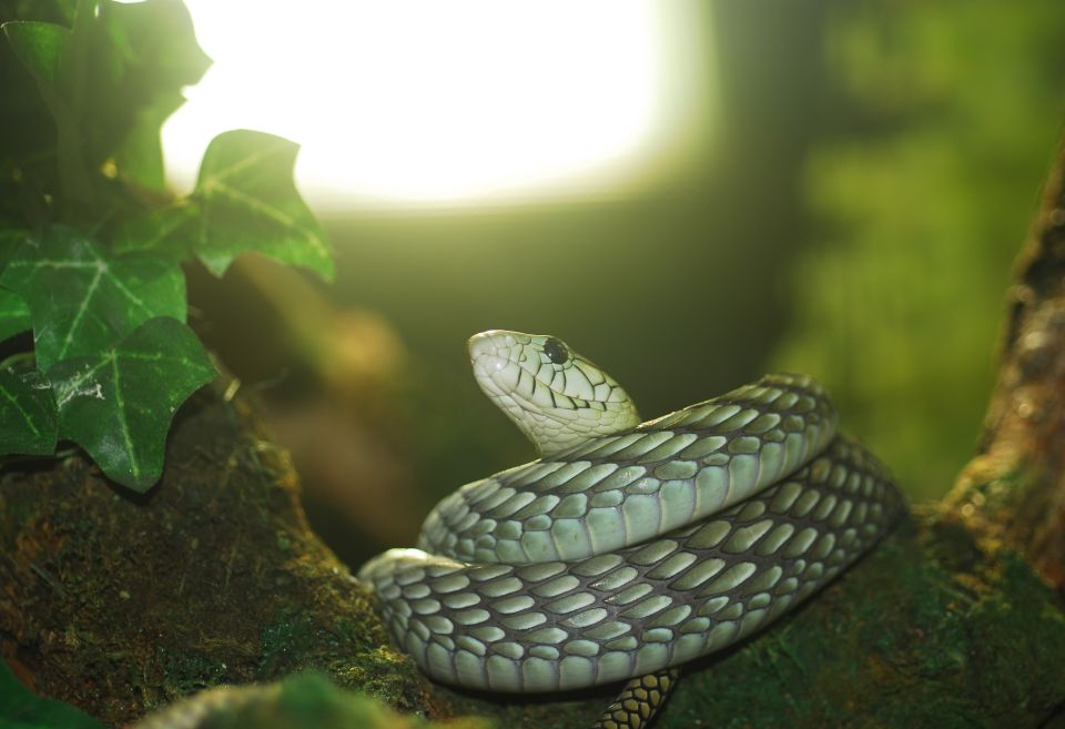 Bad Kleinkirchheim Reptile Zoo