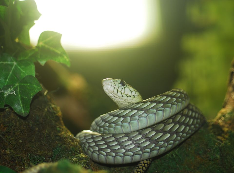 Reptielendierentuin Bad Kleinkirchheim