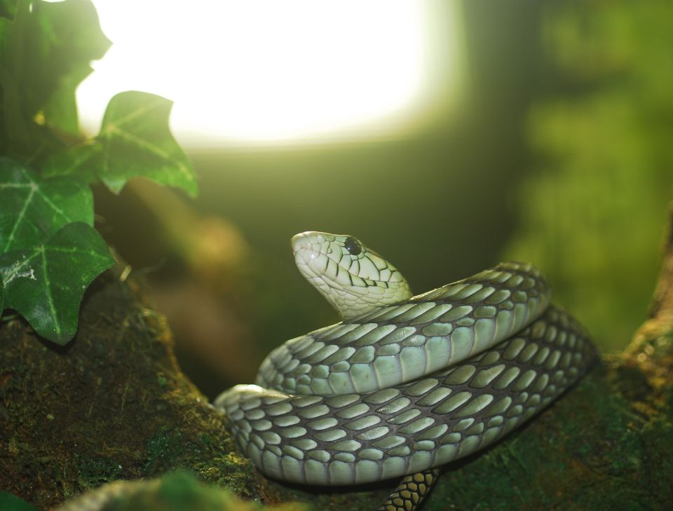 Zoo gadów Bad Kleinkirchheim