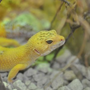 Gelber Salamander im Zoo in Kärnten
