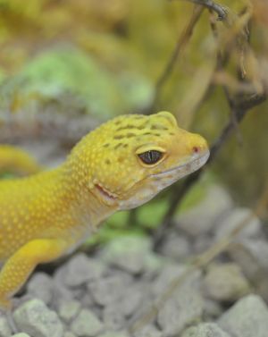 Gelber Salamander im Zoo in Kärnten
