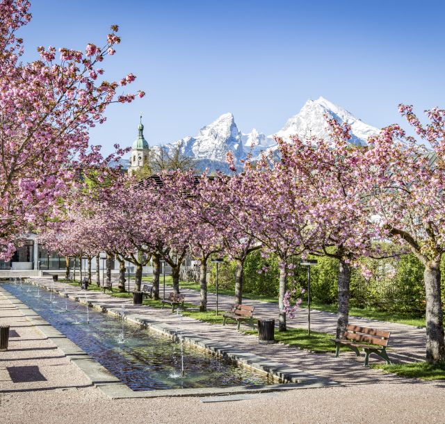 Kirschblüte im Kurgarten in Berchtesgaden