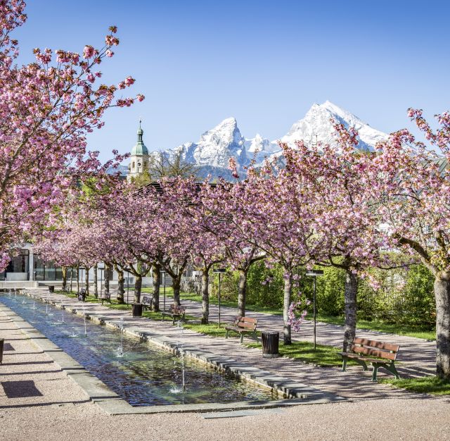 Kersenbloesem in de kuurtuinen in Berchtesgaden