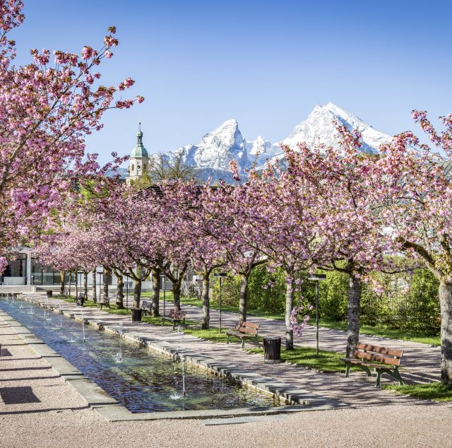 Cherry blossom in the spa gardens in Berchtesgaden