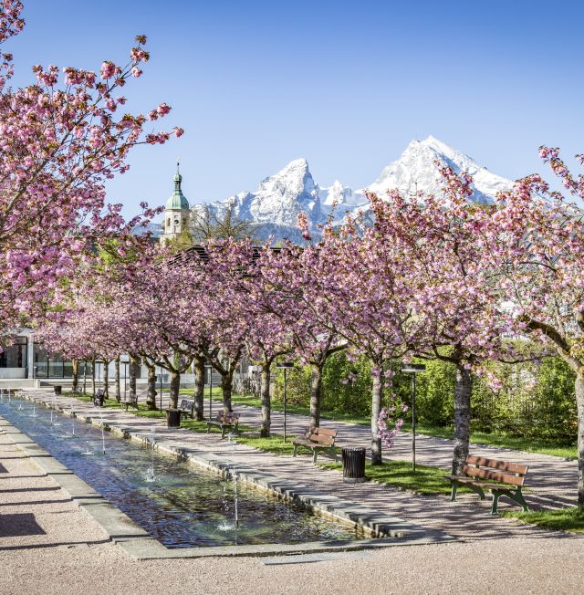 Fleurs de cerisier dans les jardins thermaux de Berchtesgaden