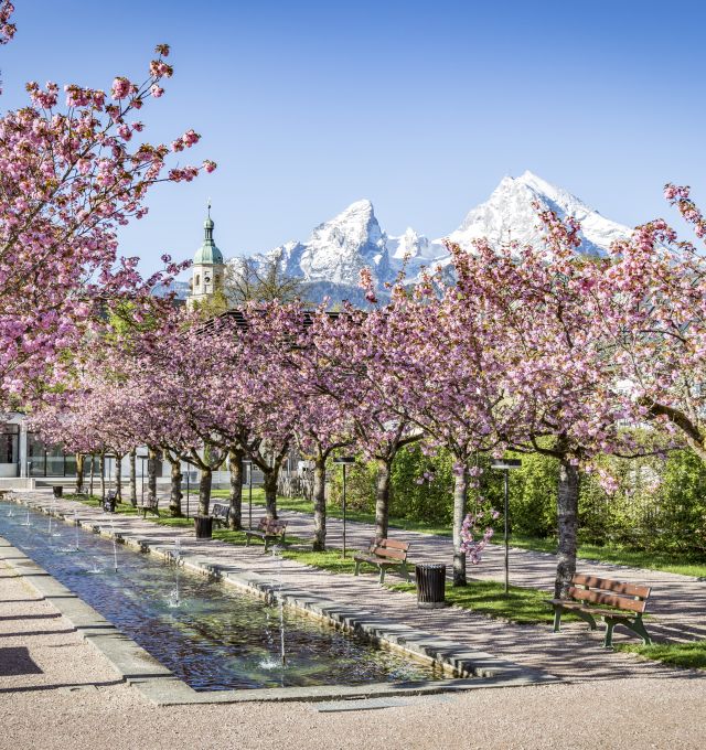 La fioritura dei ciliegi nei giardini termali di Berchtesgaden