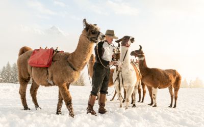 Lamatrekking im Winter im Montafon Idee für den Familienurlaub im Montafon im Sommer und Winter. Aber auch für Erwachsene ist Lama Trekking ein echtes Highlight. Unbedingt ausprobieren.