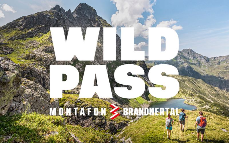 WildPass Vorlagen Social Media4