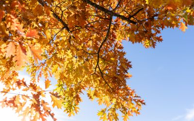 Herbstfarben at it´s best. In Hinterstoder zeigt sich der Herbst von seinen schönsten Seite und hält für Dich ein absolutes Farbenspiel bereit.