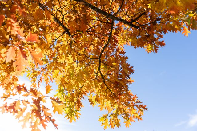 Farbenspiel im Herbst. Die Natur zeigt sich von der schönsten Seite mit strahlenden Farben.